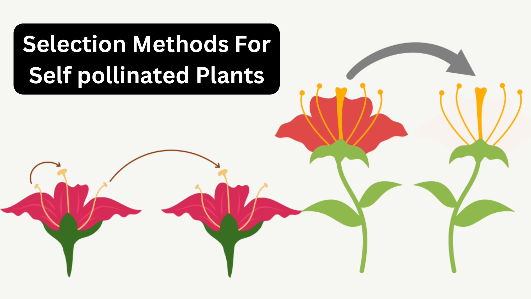 Selection Methods For Self pollinated Plants