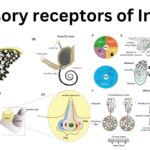 Sensory receptors of Insect