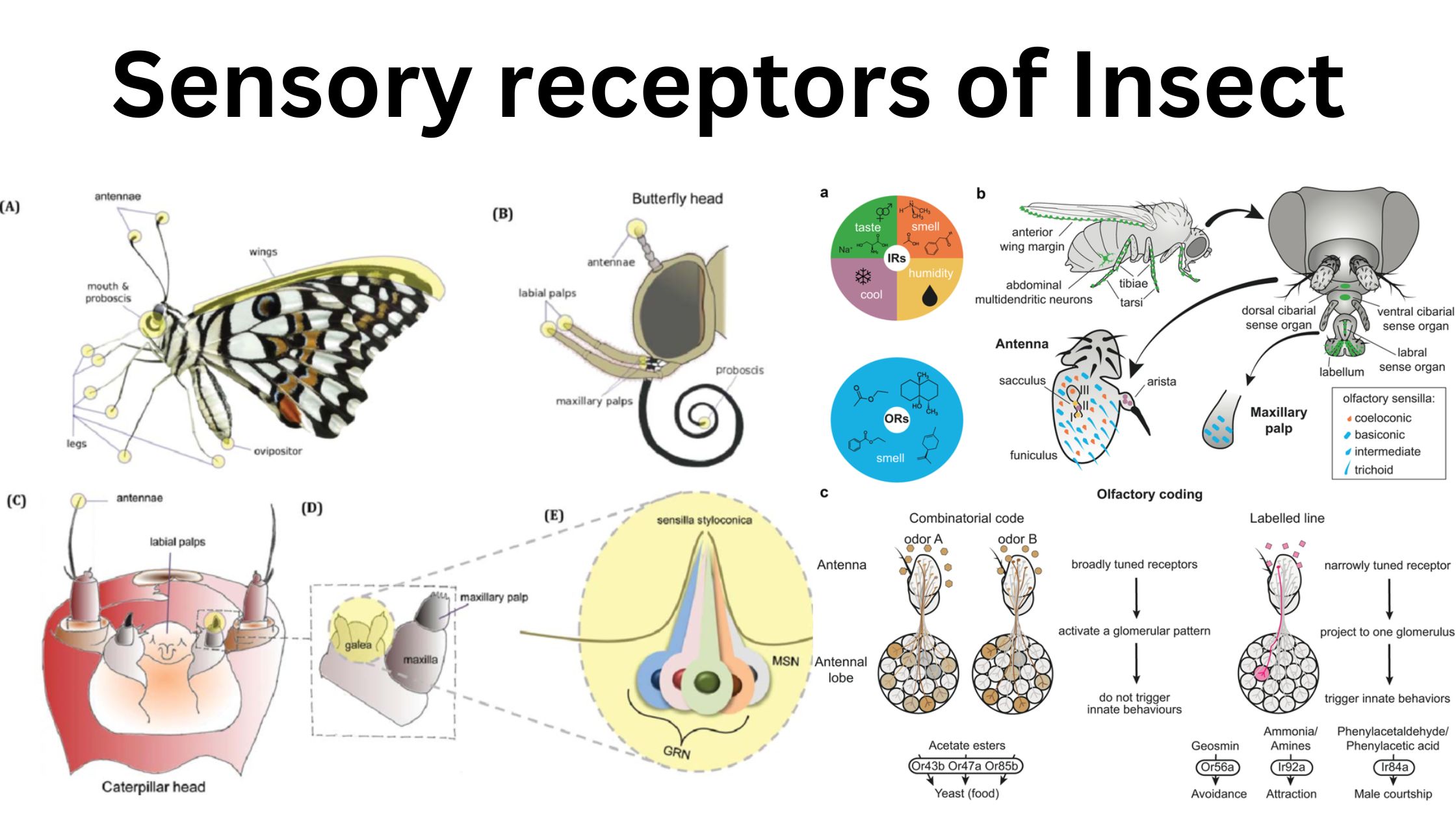 Sensory receptors of Insect