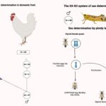 Sex Determination - Definition, Methods, Significance