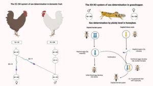 Sex Determination – Definition, Methods, Significance