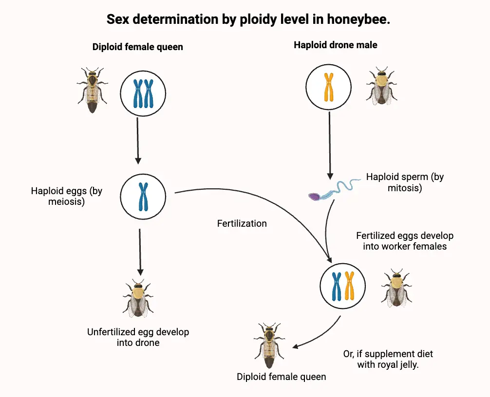 Sex determination by ploidy level in honeybee.