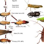 Social Organization and social behaviour of Insects