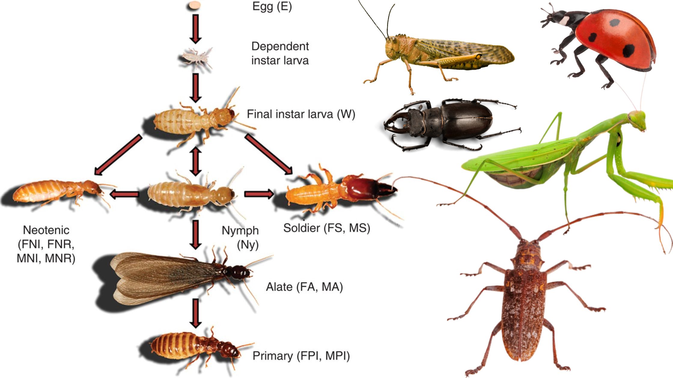 Social Organization and social behaviour of Insects