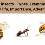 Social insects - Types, Examples with Social life, Importance, Advantages