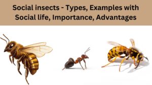 Social insects – Types, Examples with Social life, Importance, Advantages