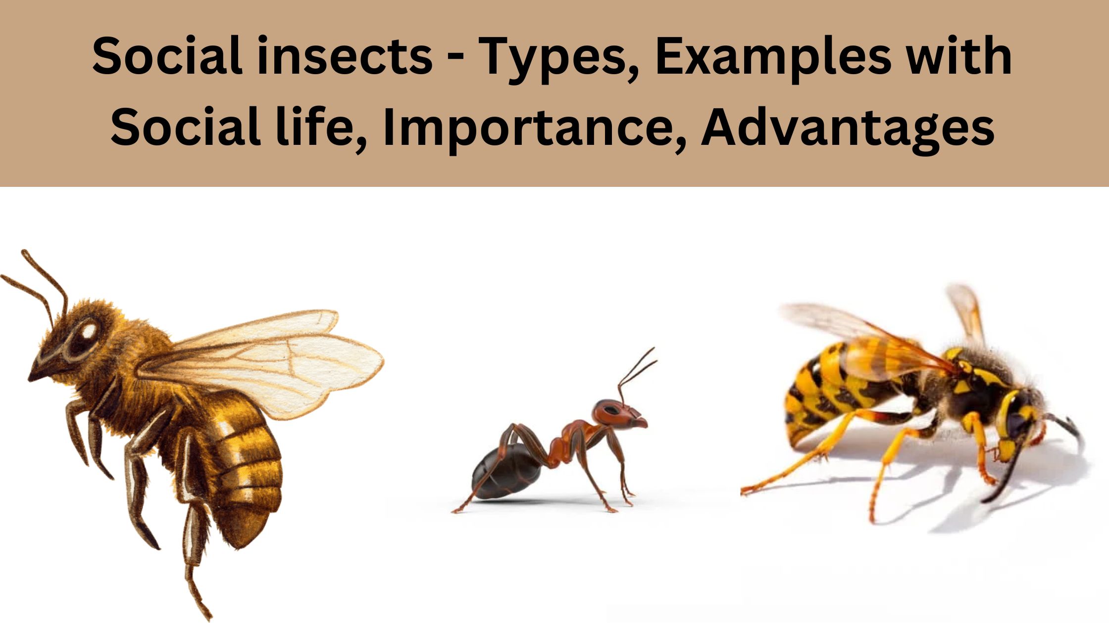 Social insects - Types, Examples with Social life, Importance, Advantages 2 Social insects - Types, Examples with Social life, Importance, Advantages