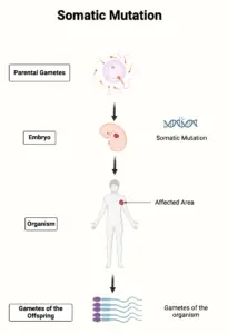 Somatic Mutation – Definition, Causes, Mechanism, Examples