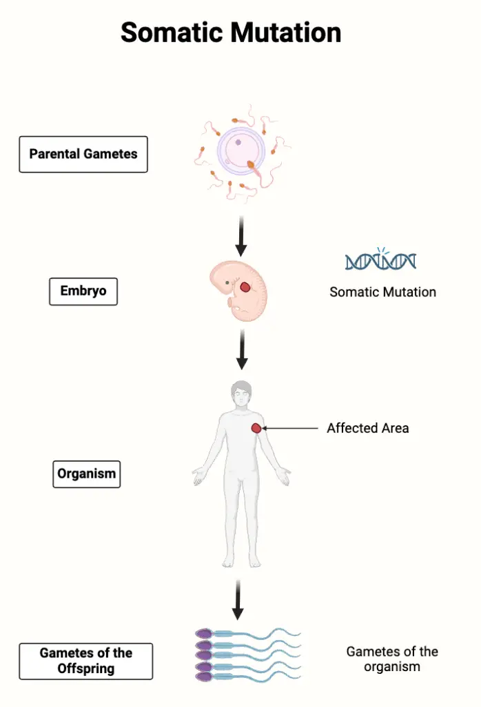 Somatic Mutation - Definition, Causes, Mechanism, Examples