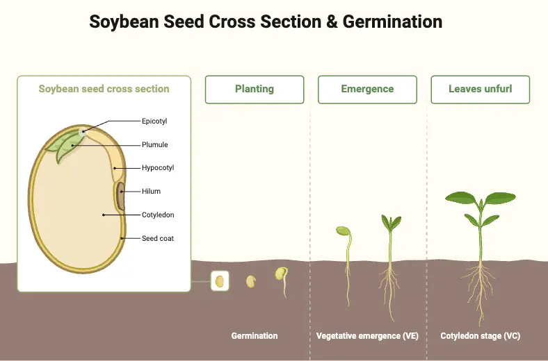 Soybean Seed Cross Section & Germination