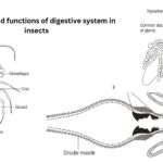 Structure and functions of digestive system in insects