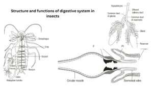 Digestive System of insects – Structure, functions