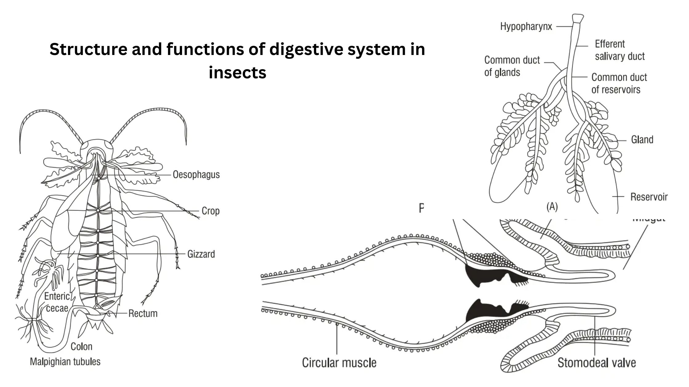 Structure and functions of digestive system in insects