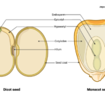 Structure of seed