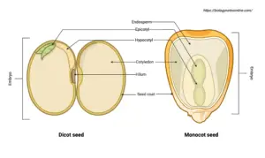 Monocot and Dicot Seed – Characteristics, Structure, Functions, Examples
