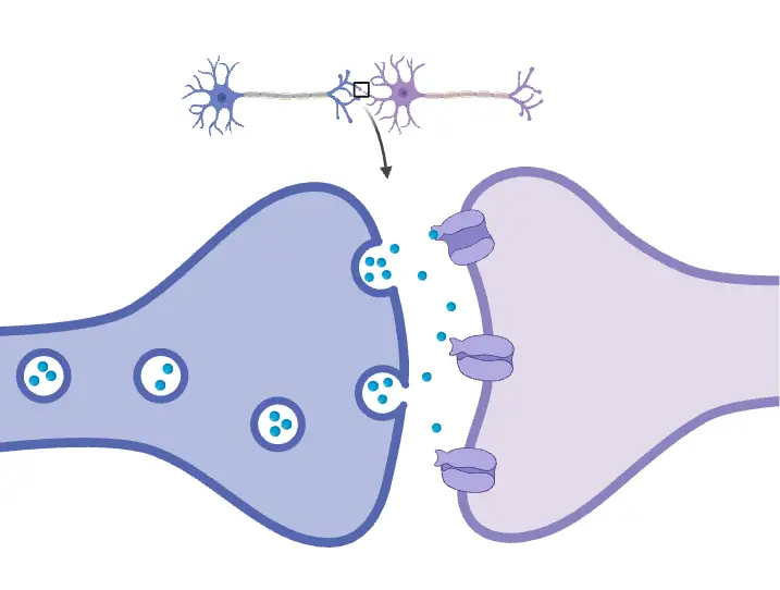 Synaptic Cleft (Horizontal)