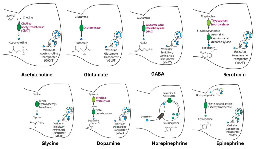 Synthesis and Storage of Small Molecule Transmitters