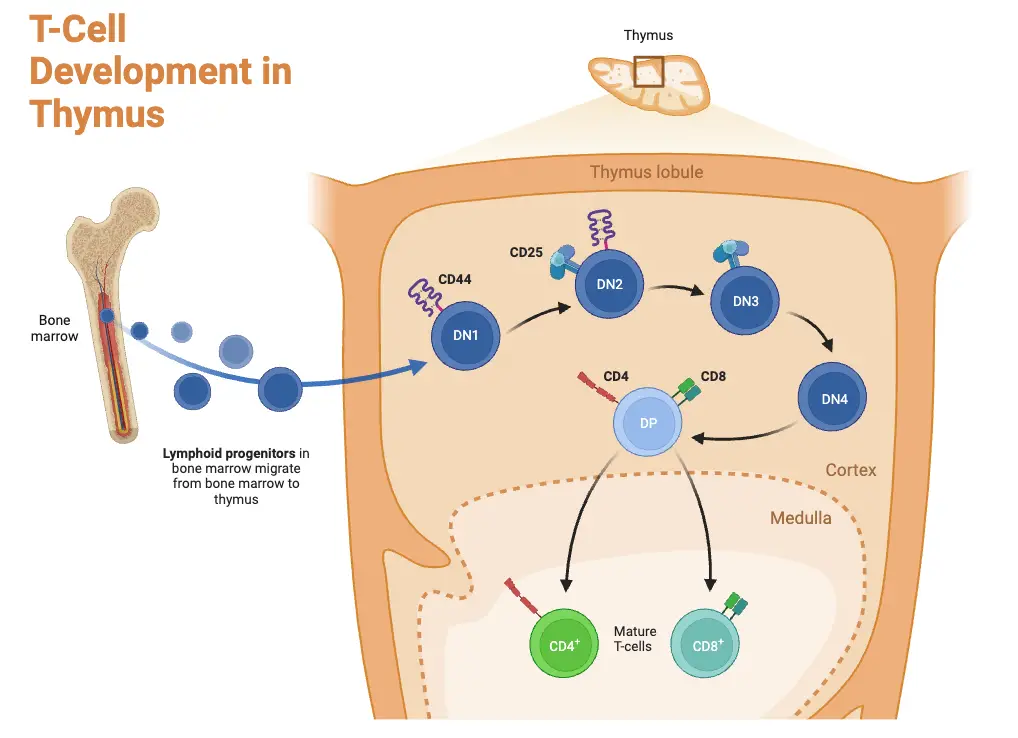 T-Cell Development in Thymus