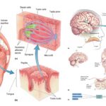 Taste - Organs, Receptor, Mechanisms, Central Taste Pathways, Neural Coding