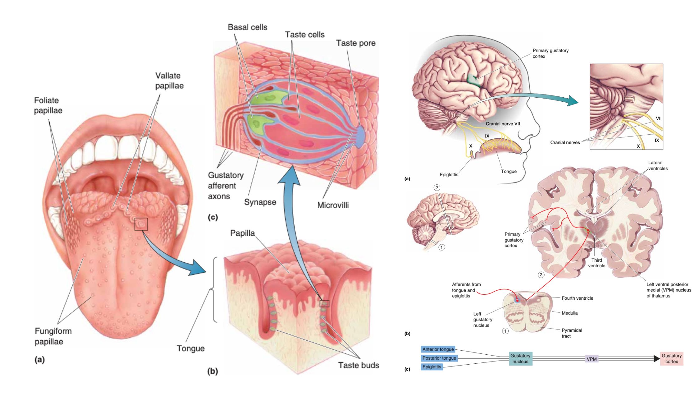 Taste - Organs, Receptor, Mechanisms, Central Taste Pathways, Neural Coding