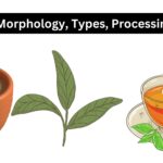 Tea - Morphology, Types, Processing, Uses