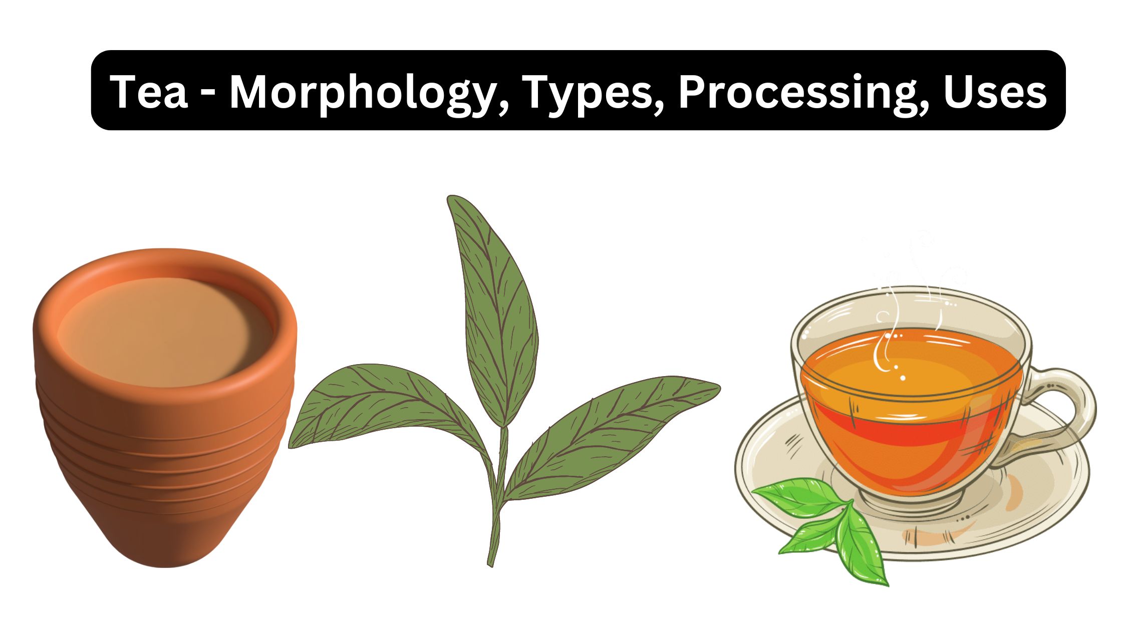 Tea - Morphology, Types, Processing, Uses