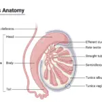 Testis Anatomy