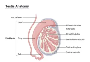 Testis – Definition, Structure, Hormones, Functions