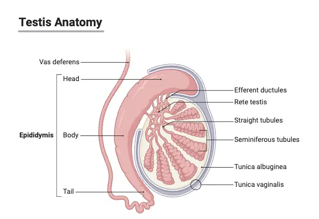 Testis Anatomy