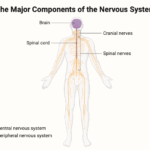 Structure of the Nervous System