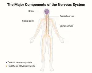 The Structure of the Nervous System – Gross Organization,   Development, Features