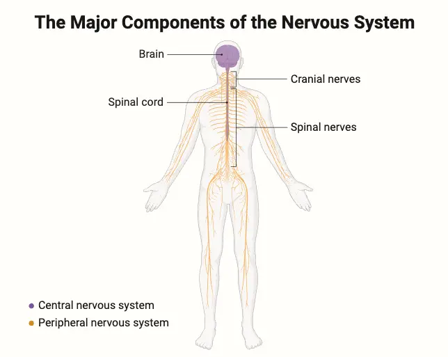 Structure of the Nervous System