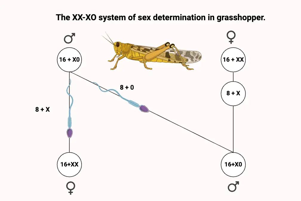 The XX-XO system of sex determination in grasshopper.