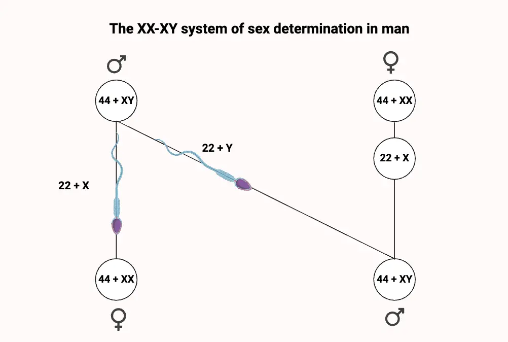 The XX-XY system of sex determination in man