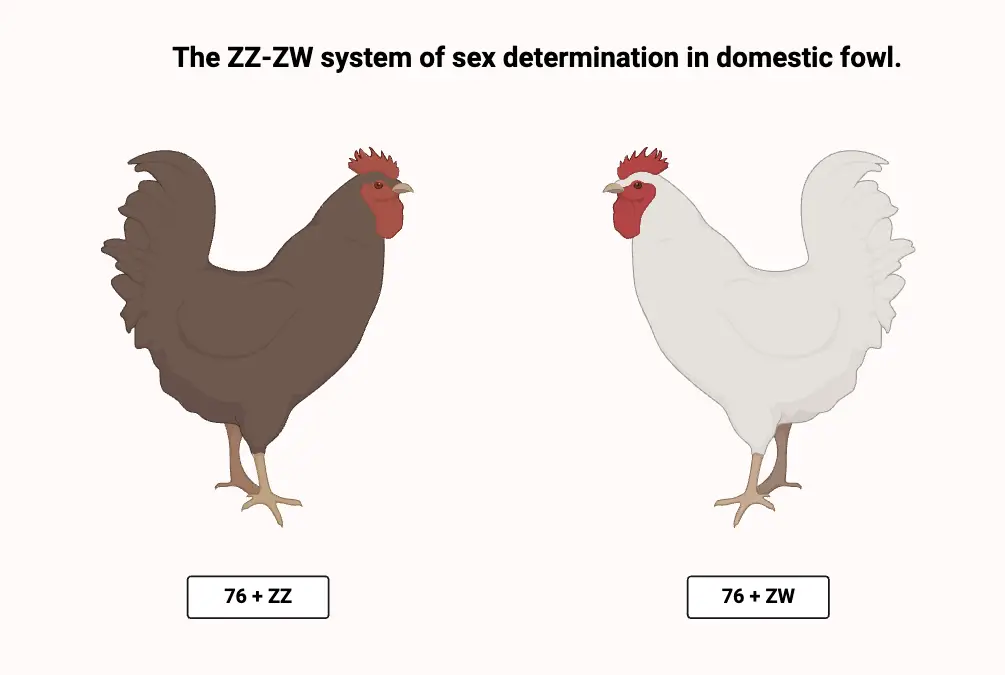 The ZZ-ZW system of sex determination in domestic fowl.