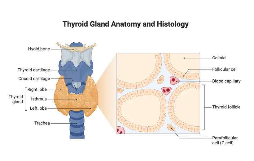 Thyroid Gland Anatomy and Histology