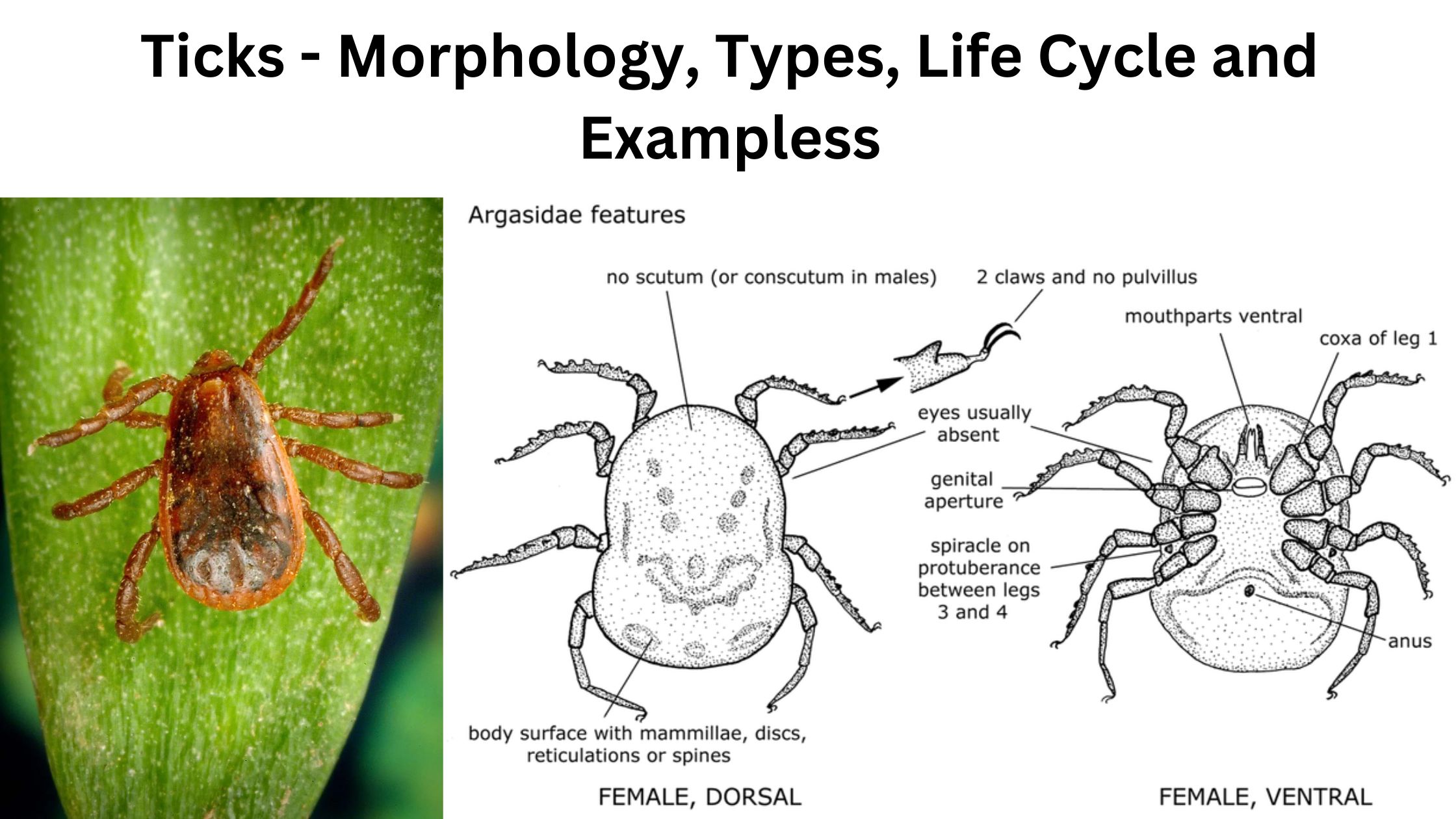 Ticks - Morphology, Types, Life Cycle and Exampless