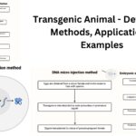 Transgenic Animal - Definition, Methods, Applications, Examples