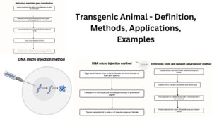 Transgenic Animal – Definition, Methods, Applications, Examples