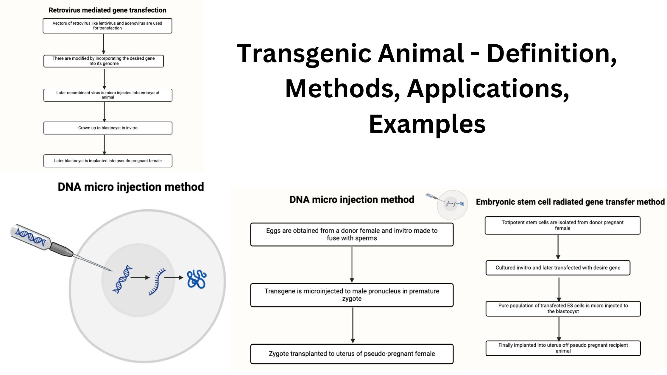 Transgenic Animal - Definition, Methods, Applications, Examples