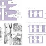 Translocation in Phloem - Structure, Phloem loading and unloading