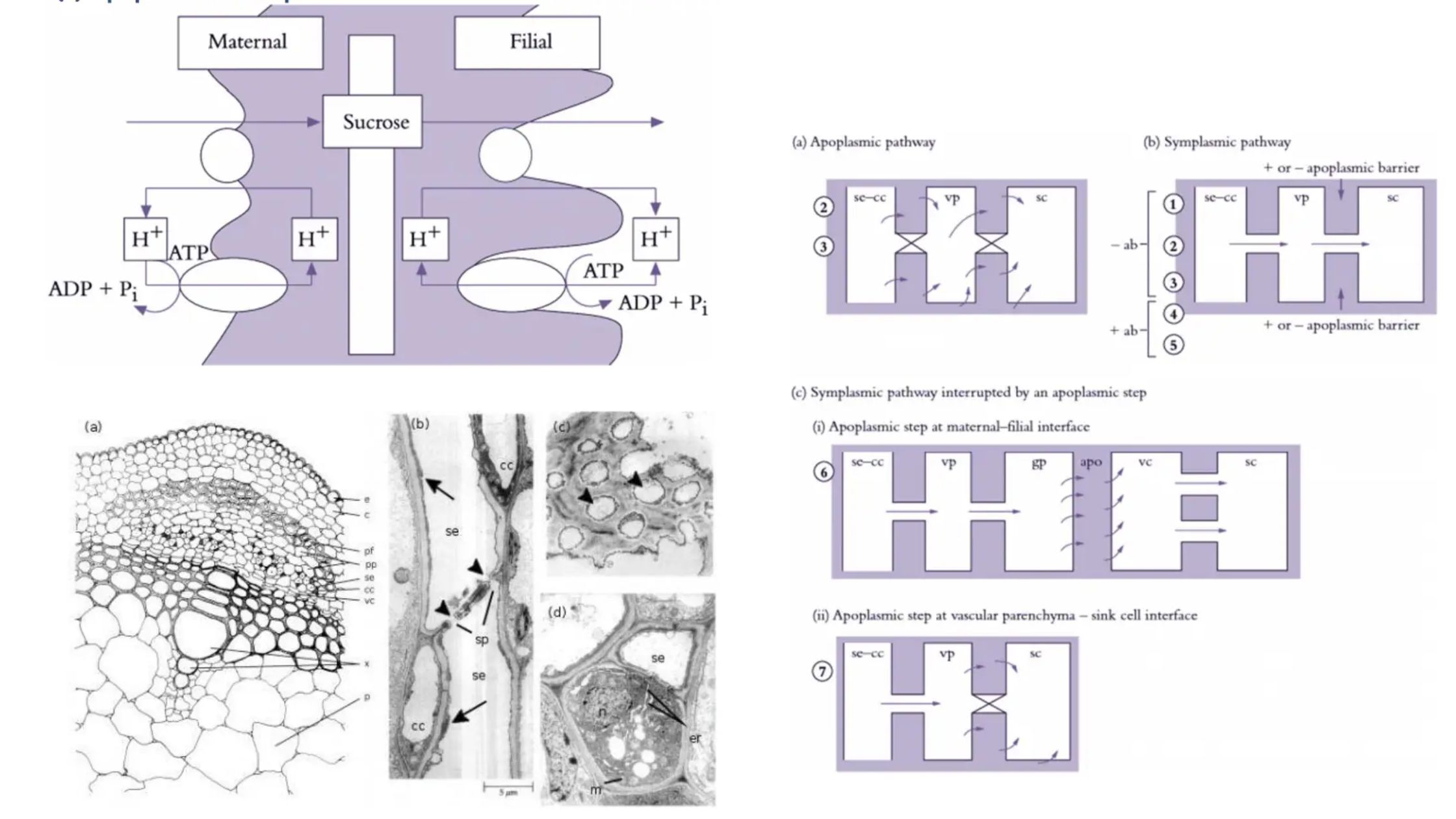 Translocation in Phloem - Structure, Phloem loading and unloading