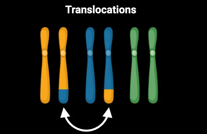 Translocations