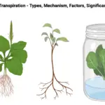 Transpiration - Types, Mechanism, Factors, Significance