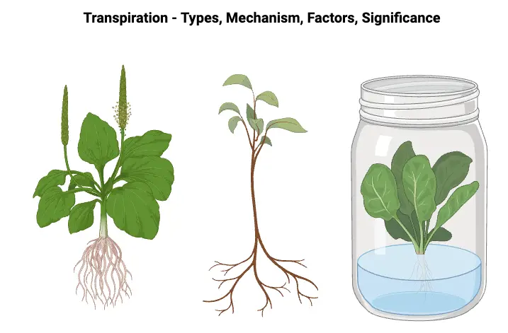 Transpiration - Types, Mechanism, Factors, Significance