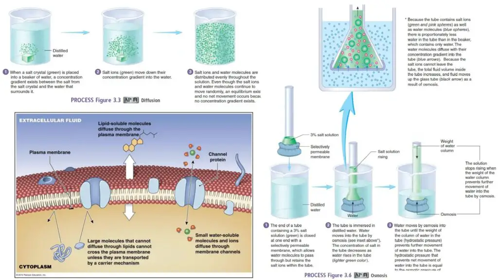 Transport of Ions across cell membrane - Active and passive transport ...