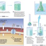 Transport of Ions across cell membrane - Active and passive transport, carriers, channels and pumpsTransport of Ions across cell membrane - Active and passive transport, carriers, channels and pumps