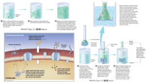 Transport of Ions across cell membrane – Active and passive transport, carriers, channels and pumps