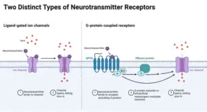 Neurotransmitters – Definition, Types, Mechanism, Functions