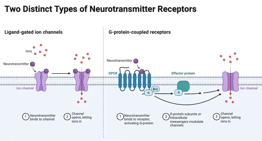 Two Distinct Types of Neurotransmitter Receptors